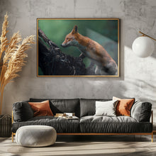 Art Prints of Red fox on patrol