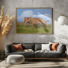 Art Prints of Lion cub on the prowl