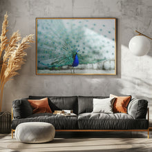 Art Prints of Peacock