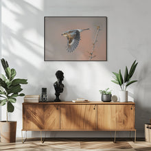 Art Prints of woodchat shrike