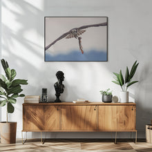 Art Prints of Ospery