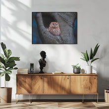 Art Prints of Eastern Screech Owl (Red Morph)