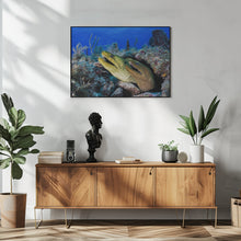 Art Prints of Moray eels