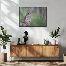 Art Prints of Barred Owl