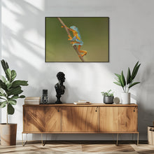 Art Prints of Fringed leaf frog