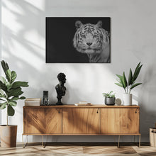 Art Prints of Bengal White Tiger