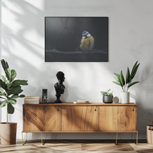 Art Prints of Blue Tit