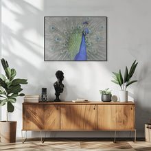 Art Prints of Peacock