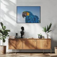 Art Prints of Osgar the Parrot.