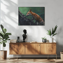 Art Prints of Red fox on patrol