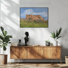 Art Prints of Lion cub on the prowl