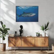 Art Prints of Whale shark