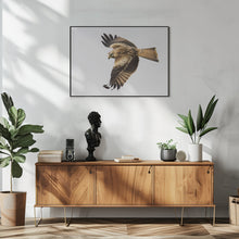 Canvas Art Print Milvus milvus.