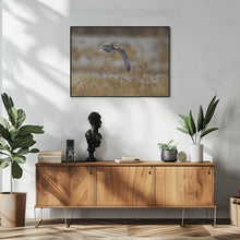 Canvas Art Print Short eared owl