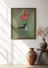 Art Prints of Collared Inca