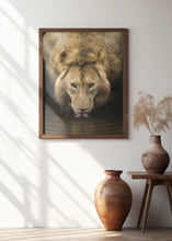 Art Prints of The Lion