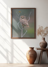 Art Prints of Owl