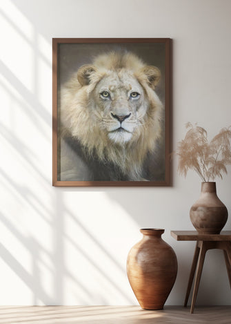 Art Prints of Portrait of a Young Male Lion