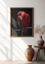 Art Prints of Portrait of Scarlet Macaw