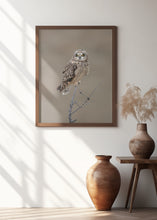 Art Prints of Short-eared Owl