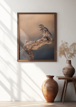 Art Prints of Little owl