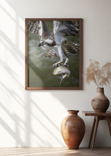 Art Prints of Osprey