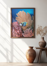 Art Prints of Angelfish and seafan