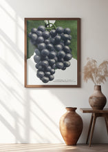 Art Prints of Campbell's Early Grape Lithograph