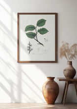 Art Prints of Ulmus Campestris Medical Botany