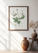 Art Prints of Wood Avens (geum Urbanum)  Medical Botany