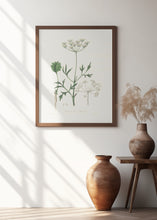 Art Prints of Aniseed (pimpinella Anisum) Medical Botany