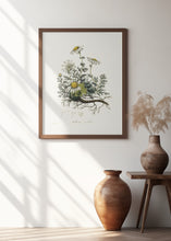 Art Prints of Chamomile (anthemis Nobilis) Medical Botany