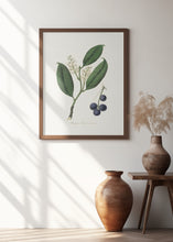 Art Prints of Cherry Laurel (prunus Laurocerasus) Medical Botany