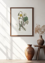 Art Prints of Coltsfoot (tussilago Farfara)  Medical Botany