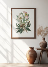 Art Prints of Christmas Rose (helleborus Niger)  Medical Botany