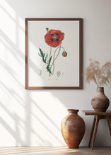 Art Prints of Common Poppy (papaver Rhoeas) Medical Botany