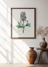 Art Prints of Delphinum Staphisagria Medical Botany