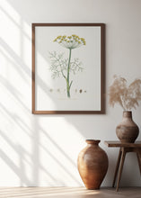 Art Prints of Dill (anethum Graveolens)  Medical Botany