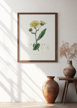 Art Prints of Elecampane (inula Helenium) Medical Botany