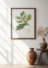 Art Prints of English Oak (quercus) Medical Botany