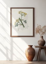 Art Prints of Ferula Persica Medical Botany