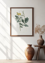 Art Prints of Greater Celandine (chelidonium Majus) Medical Botany