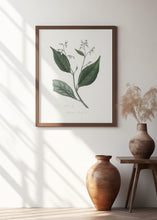 Art Prints of Gum Benjamin Tree (styrax Benzoin Medical Botany