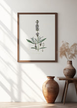 Art Prints of Lavender (lavandula Ipica)  Medical Botany