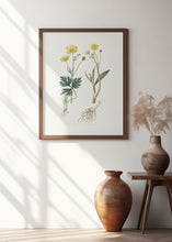 Art Prints of Lesser Spearwort (ranunculus Flammula) Medical Botany