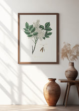 Art Prints of Manna Ash (fraxinus Ornus) Medical Botany