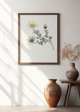 Art Prints of Mount Atlas Daisy (anthemis Pyrethrum) Medical Botany