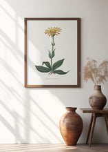 Art Prints of Mountain Arnica (arnica Montana) Medical Botany