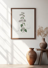 Art Prints of Oregano (origanum Vulgare) Medical Botany