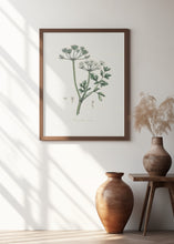 Art Prints of Water Dropwort (onanthe Grocata) Medical Botany